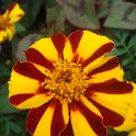 Tagetes patula 'Mr Majestic' fleur